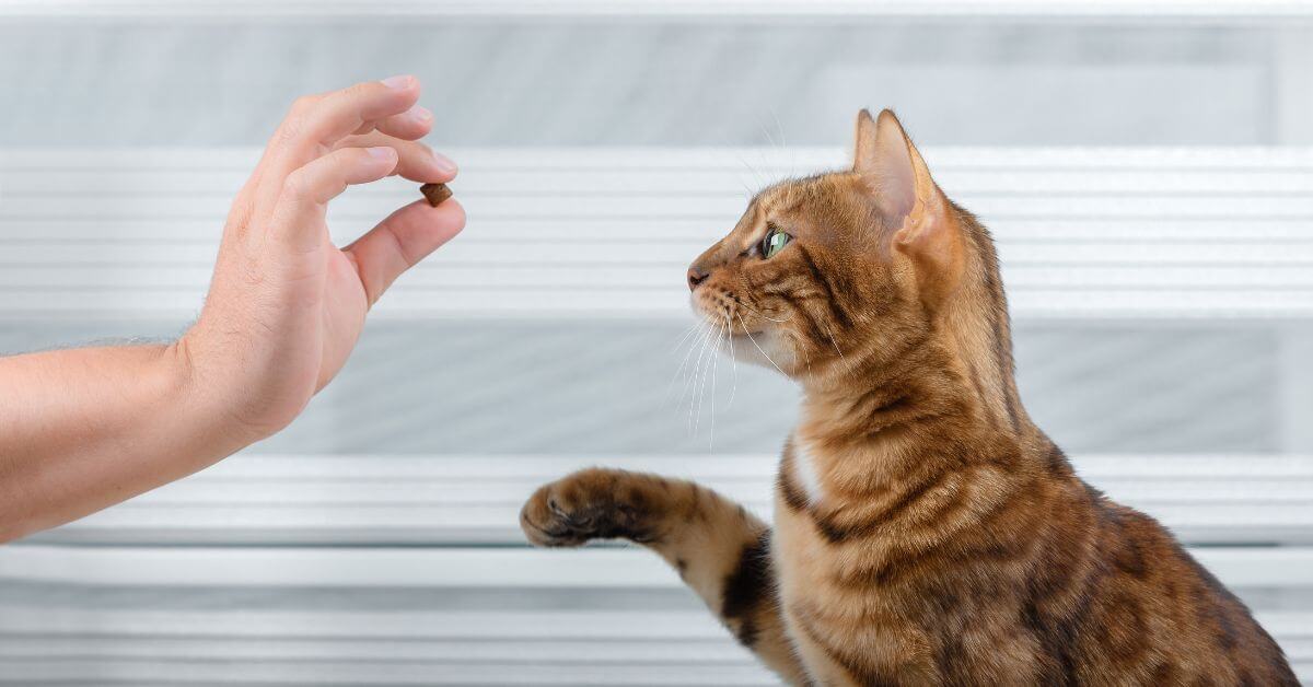 How to Safely Trim Your Cat's Claws